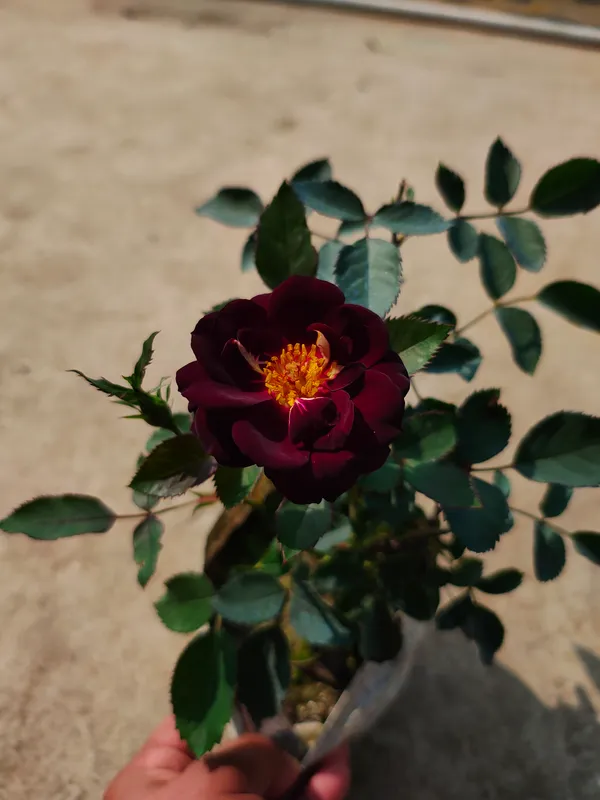 Purple_Rose