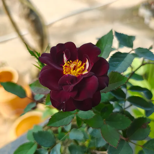 Purple_Rose