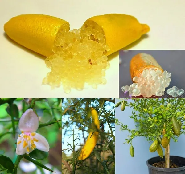 Finger_Lemon_Yellow_|_Grafted_And_Hybrid_Plants_(1.5_-_2_Feet_Height)