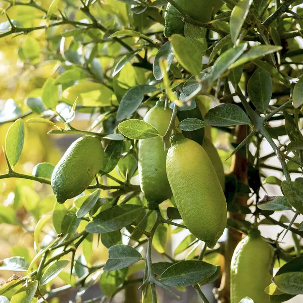 Finger_Lemon_Yellow_|_Grafted_And_Hybrid_Plants_(1.5_-_2_Feet_Height)