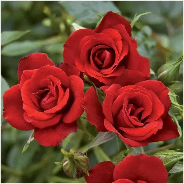 Bush_Roses_Red_Flower_Plant