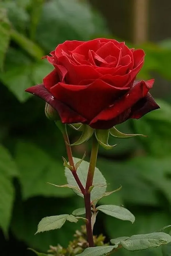 Bush_Roses_Red_Flower_Plant