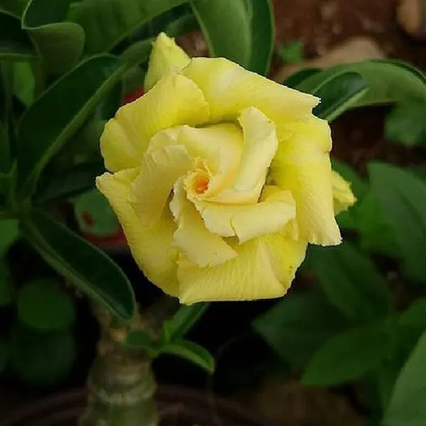 Rosy_Adenium_Yellow_Flower_Plant_(1.5_Feet_Height)