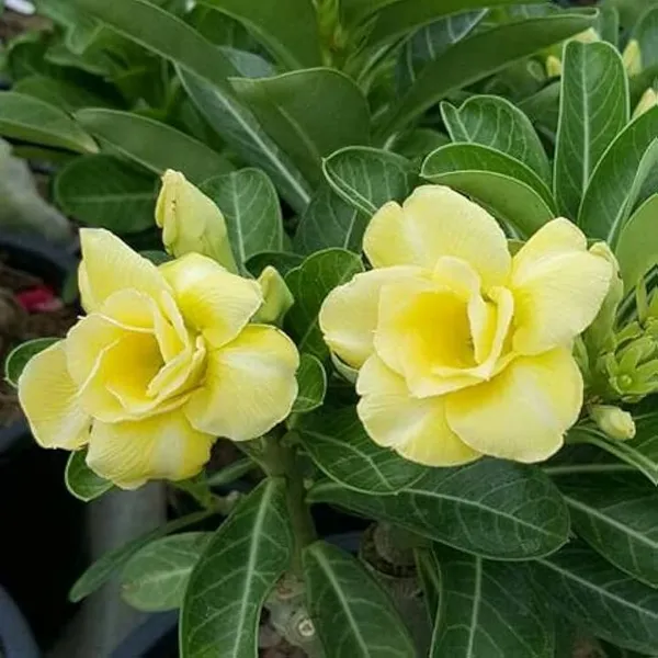 Rosy_Adenium_Yellow_Flower_Plant_(1.5_Feet_Height)