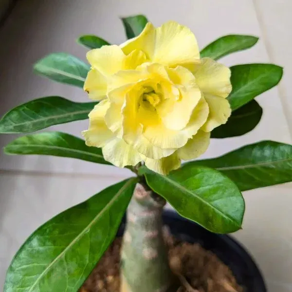 Rosy_Adenium_Yellow_Flower_Plant_(1.5_Feet_Height)