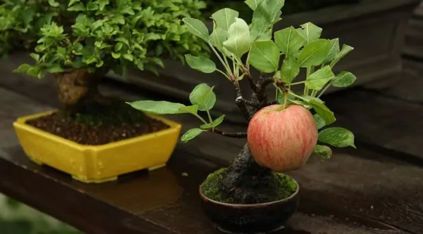 Dwarf_Apple_Plant_Hot_Climate_Plant_|_Grafted_And_Hybrid_Plant_(2_Feet_Height)
