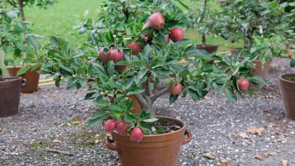 Dwarf_Apple_Plant_Hot_Climate_Plant_|_Grafted_And_Hybrid_Plant_(2_Feet_Height)