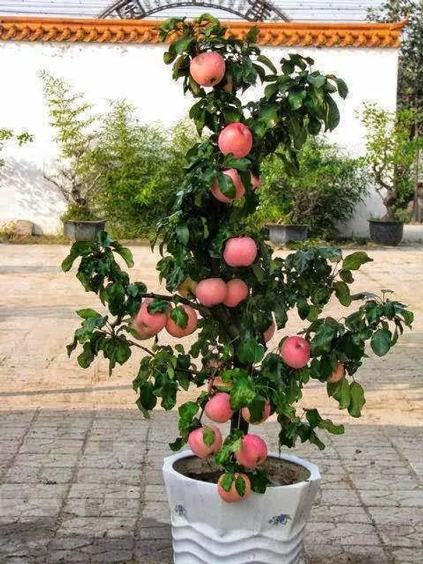 Dwarf_Apple_Plant_Hot_Climate_Plant_|_Grafted_And_Hybrid_Plant_(2_Feet_Height)