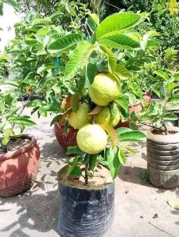 Golen_8_Guava_Plant_|_Grafted_And_Hybrid_Plants_(2_Feet_Height)