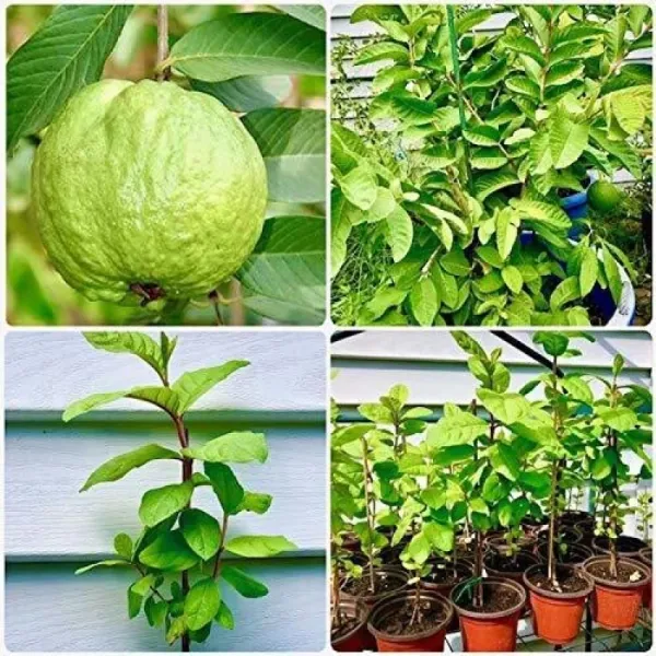 Golen_8_Guava_Plant_|_Grafted_And_Hybrid_Plants_(2_Feet_Height)