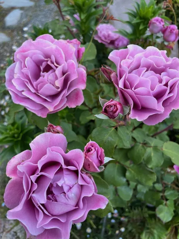 Angel_Face_Roses_Flower_Plant