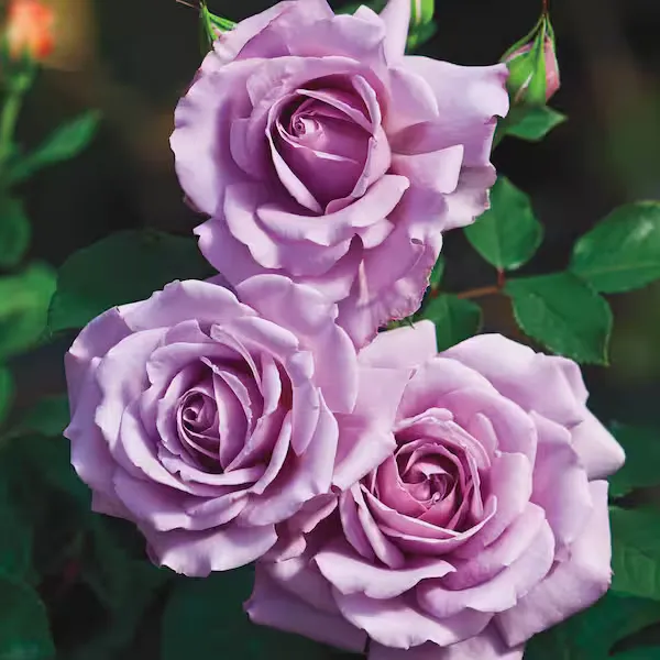 Angel_Face_Roses_Flower_Plant