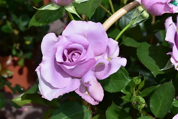 Angel_Face_Roses_Flower_Plant