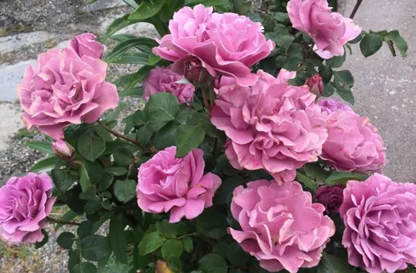 Angel_Face_Roses_Flower_Plant