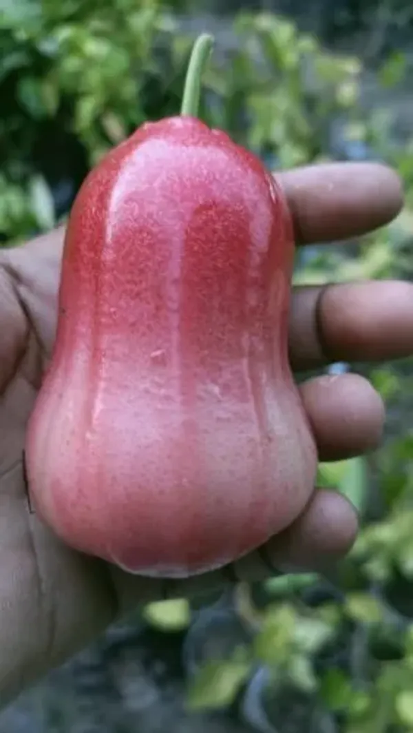 Red_Missile_Water_Apple_|_Grafted_And_Hybrid_Plants