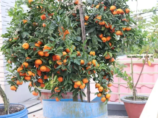 Sweet_Chinese_All_Time_Orange_Variety_Fruit_(Grafted)_Live_Plants_(2_Feet_Height)