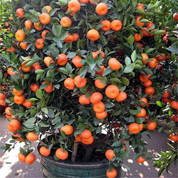 Chinese_Sweet_All_Time_Orange_Live_Plant