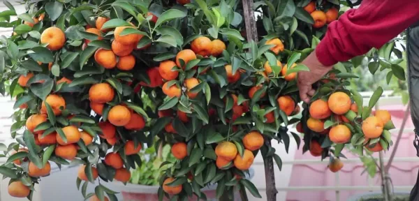 Chinese_Sweet_All_Time_Orange_Live_Plant