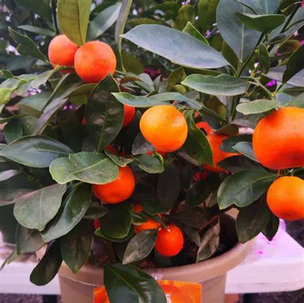 Chinese_Sweet_All_Time_Orange_Live_Plant