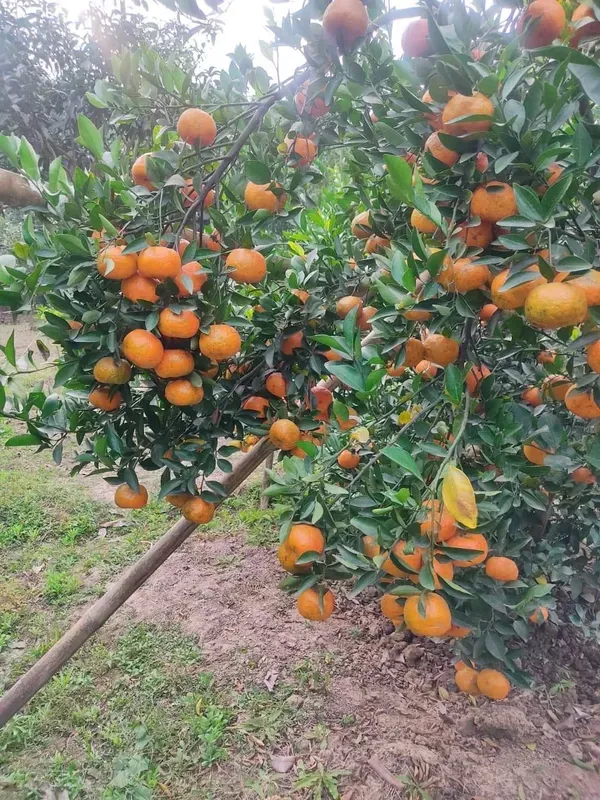 Sweet_Chinese_All_Time_Orange_Variety_Fruit_(Grafted)_Live_Plants_(2_Feet_Height)