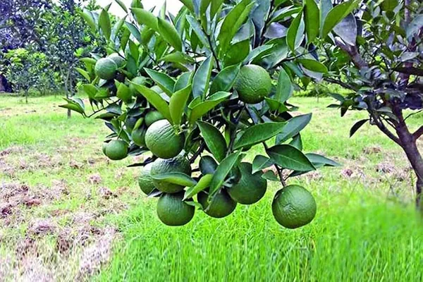 Pakistani_2_Malta_|_Grafted_And_Hybrid_Plants