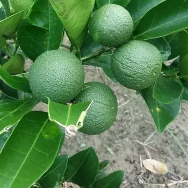 Pakistani_2_Malta_|_Grafted_And_Hybrid_Plants