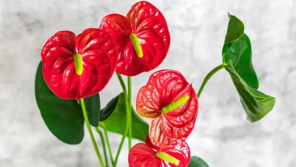 Red_Anthuriam_Live_Plant