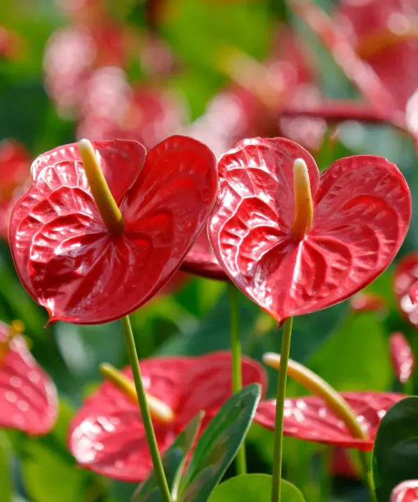 Red_Anthuriam_Live_Plant