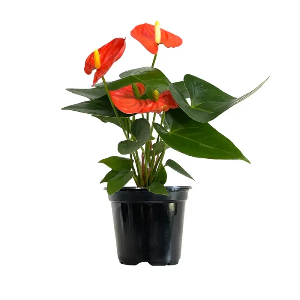 Red_Anthuriam_Live_Plant
