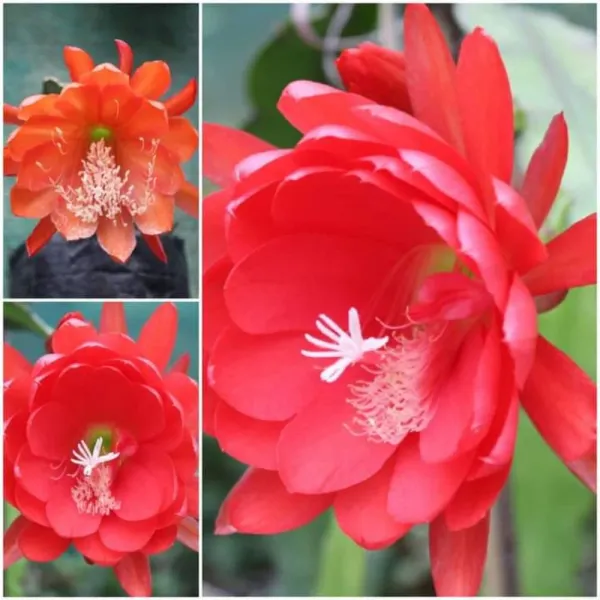 Red_Bramha_Kamal_Live_Plant