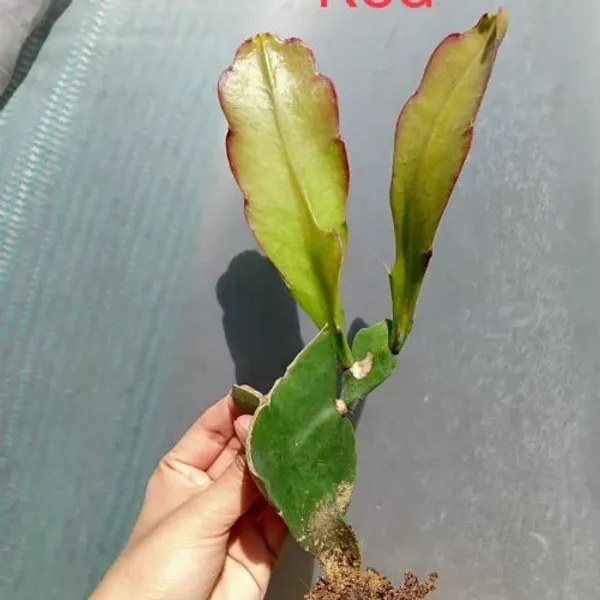 Red_Bramha_Kamal_Live_Plant