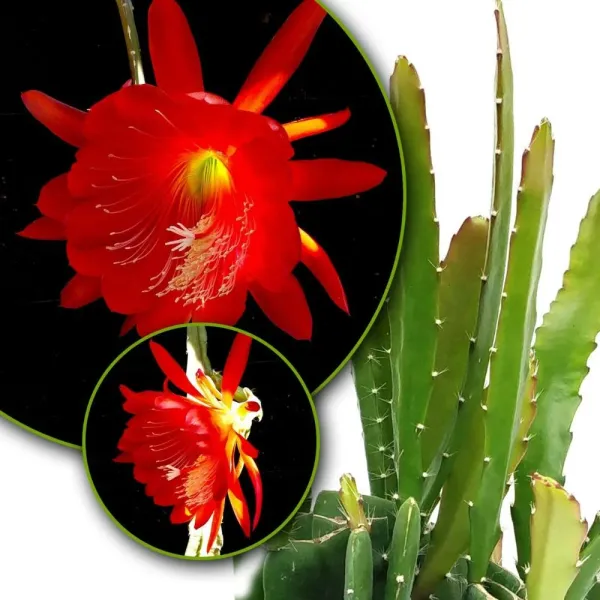 Red_Bramha_Kamal_Live_Plant