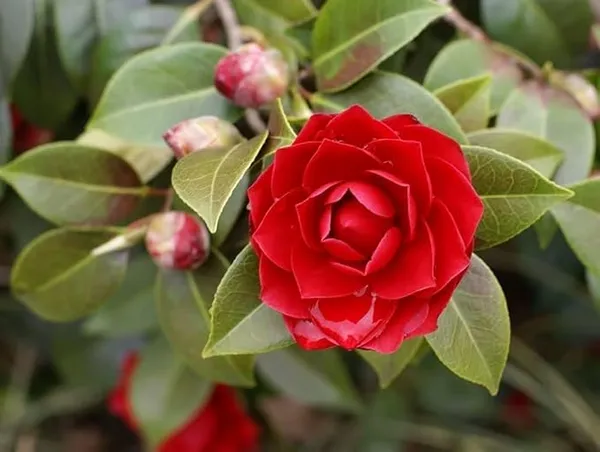 Red_Camelia_Live_Plant