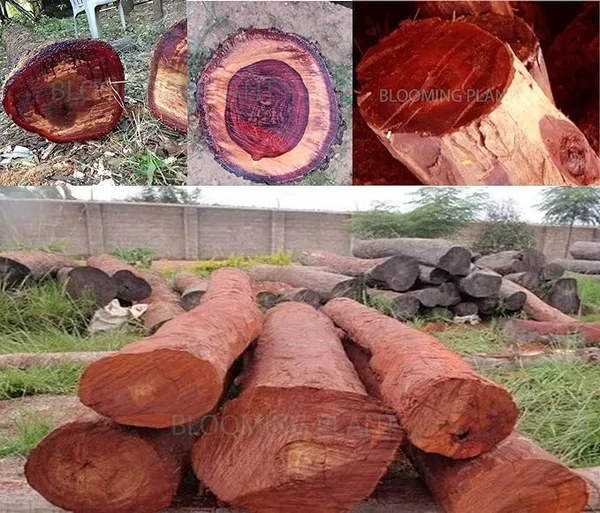 Red_Chandan_Live_Plant