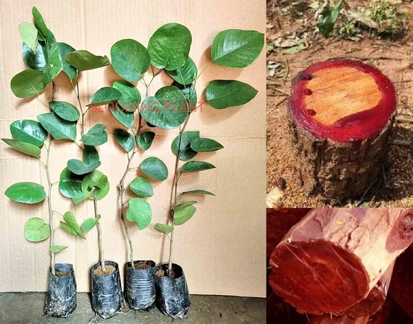 urbageecha Red Chandan Live Plant Price in India - Buy urbageecha Red  Chandan Live Plant online at https://urbageecha.com