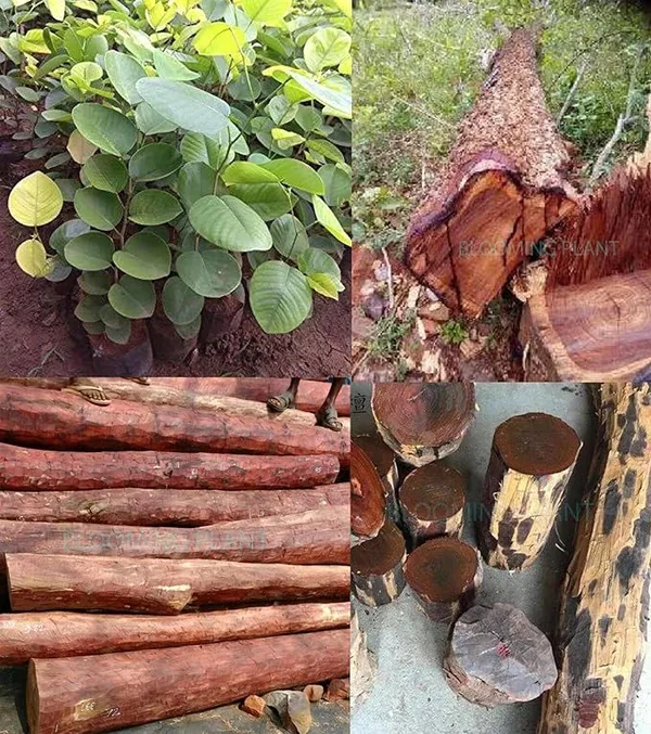 Red_Chandan_Live_Plant