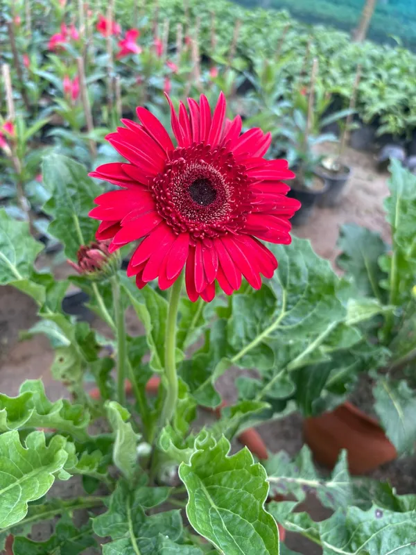 Red_Hybrid_Jarbera_live_Plant_