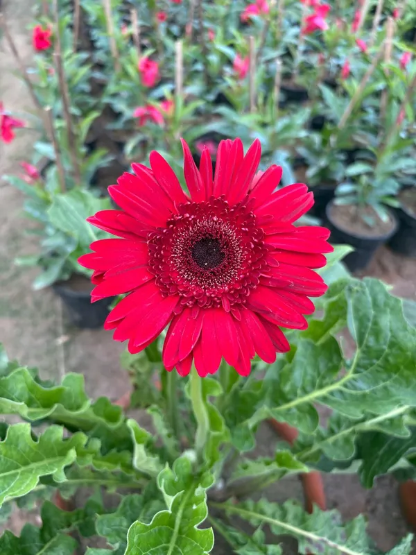 Red_Hybrid_Jarbera_live_Plant_