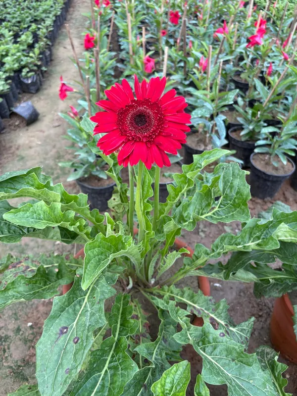 Red_Hybrid_Jarbera_live_Plant_