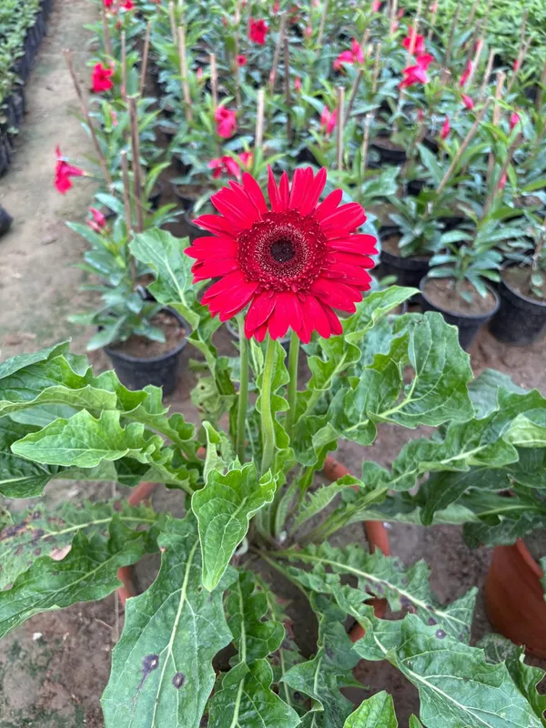 Red_Hybrid_Jarbera_live_Plant_