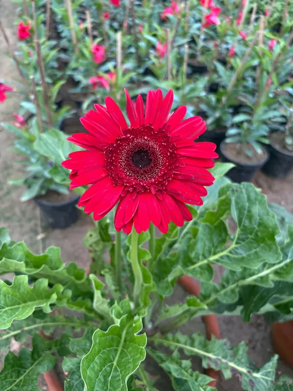 Red_Hybrid_Jarbera_live_Plant_