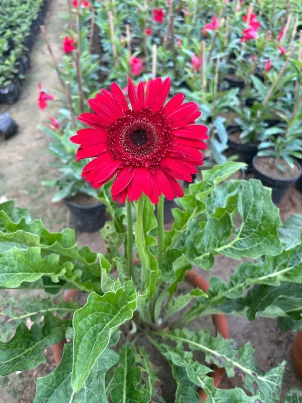Red_Hybrid_Jarbera_live_Plant_