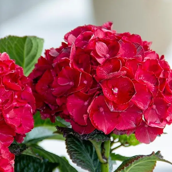 Red_Hydrangea_Flower_live_Plant