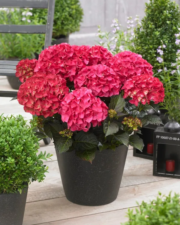 Red_Hydrangea_Flower_live_Plant