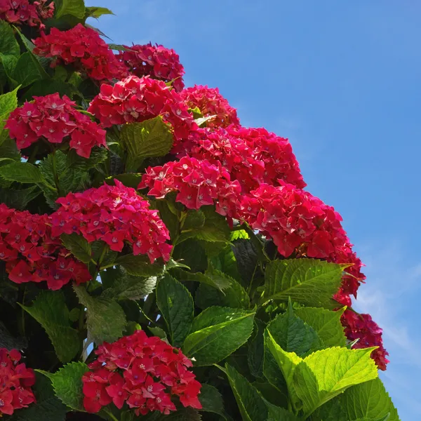 Red_Hydrangea_Flower_live_Plant