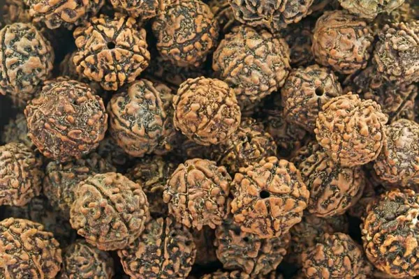 Divine_Rudraksha_Live_Plant_(1-2_Feet_Height)