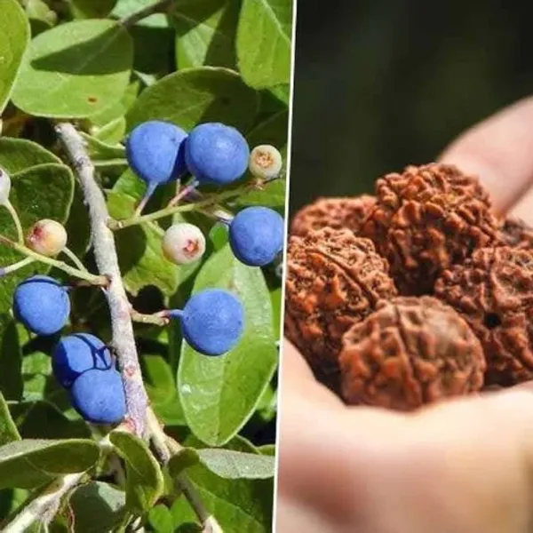 Divine_Rudraksha_Live_Plant_(1-2_Feet_Height)