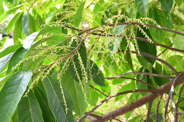 Divine_Rudraksha_Live_Plant_(1-2_Feet_Height)