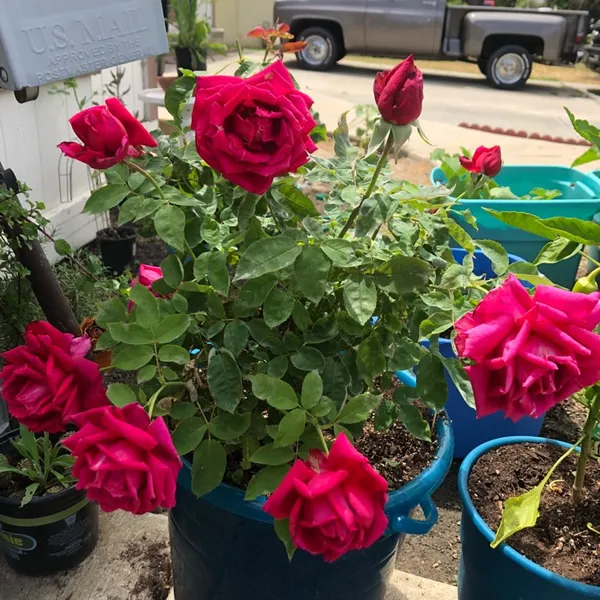 Chrysler_Imperial_Roses_Flower_Plant