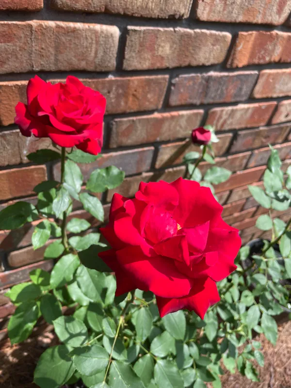 Chrysler_Imperial_Roses_Flower_Plant